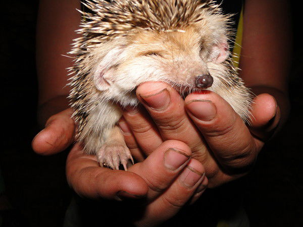 Витя Таняев