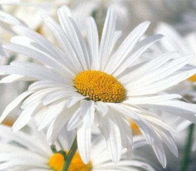 Людмила Воловик