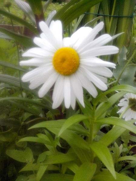 Катя Устинова