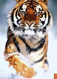 Дима Лимонченко