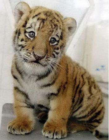 Ирина Марченко