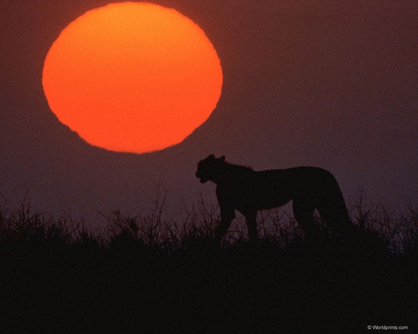 Елена Братчикова