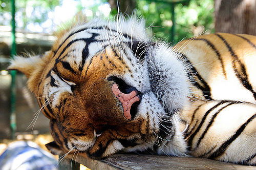 Виктория Оноприенко