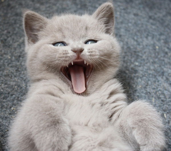 Татьяна Гребенщикова