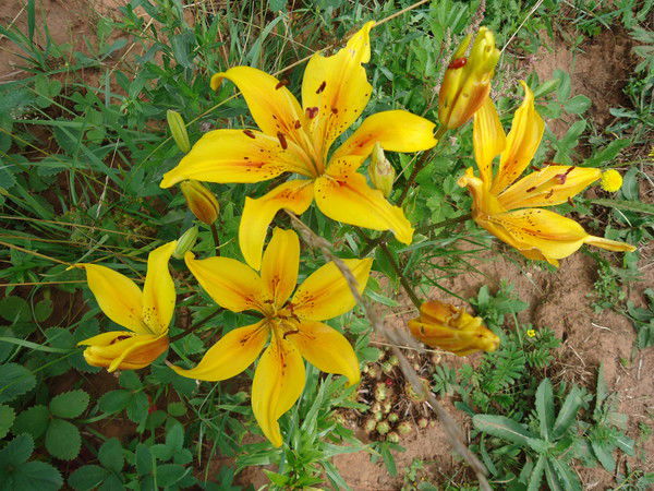 Вероника Касимова