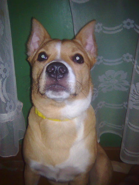 Дмитриев Максим