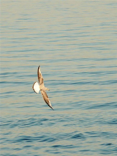 Сергей Турманов