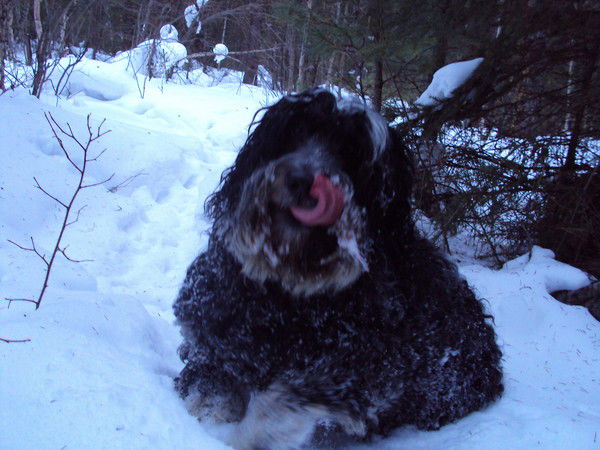 Альберт Семенов