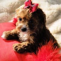 София Калинская