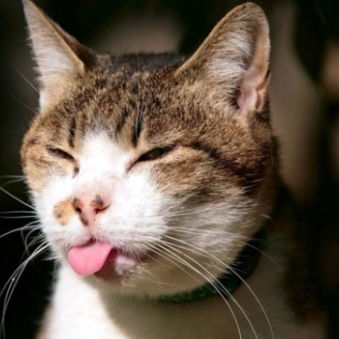 Аугушту Камаза