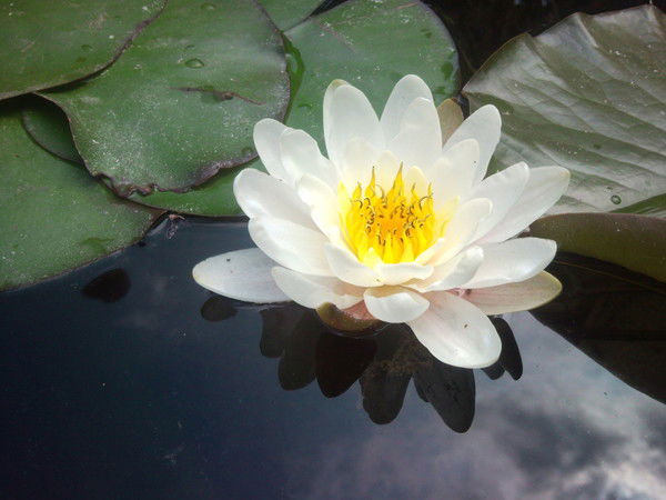 Елена Райхерт