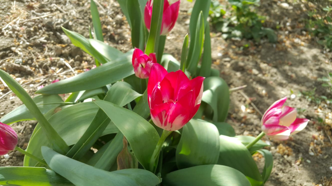 Радость- Твоя )))