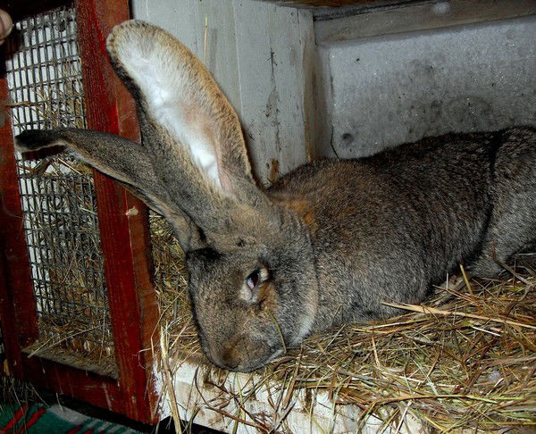 Игорь Айникеев