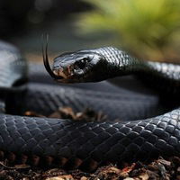 Михаил Литвинов