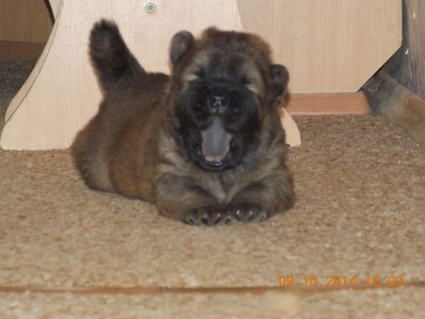 Саша Милюханов