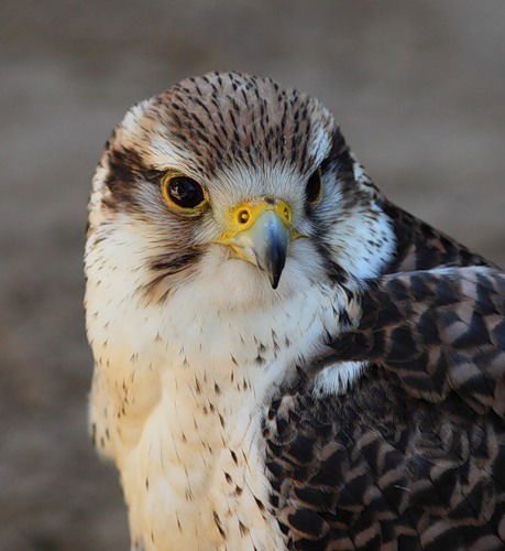 Сергей Соколов