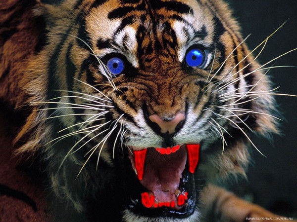 Алексей Полтавец