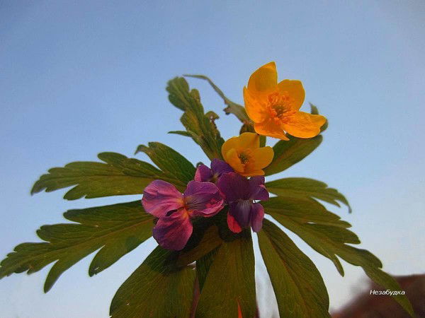 Анна Ефимовна Кистенева