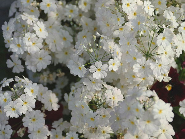 Гулнар Ауанова