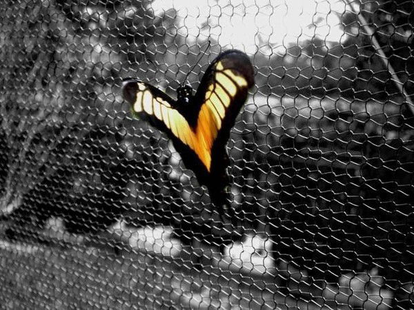 Аарон Ааронович