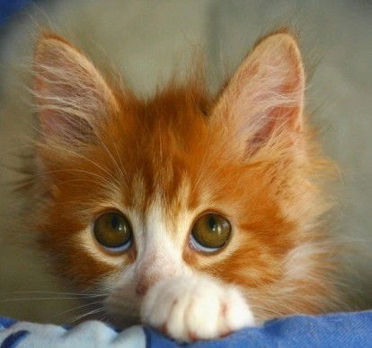 Татьяна Коковинa