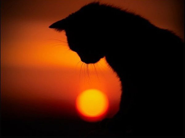 Лиза Кравец