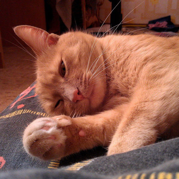 Татьяна Губаревич