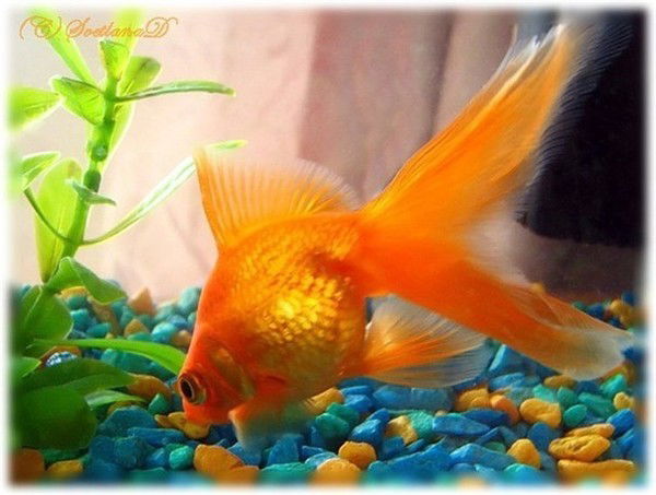 Надежда Аджедан