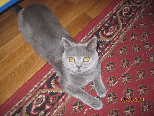 Марина Кокина