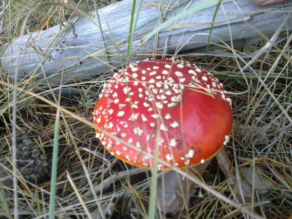 Юрий Толпыгин