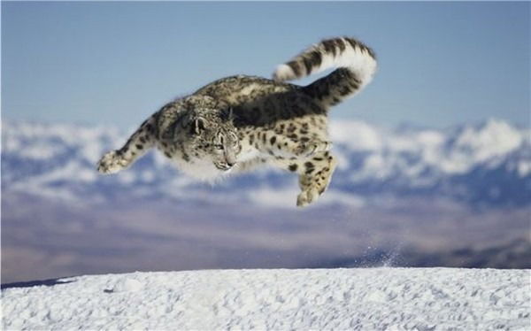 Кайрат Акимат