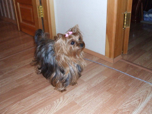 Владимир Комаров