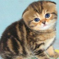 Диана Гапизова