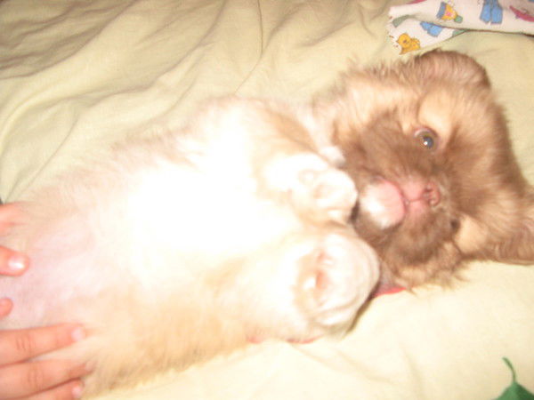 Ника Николаева