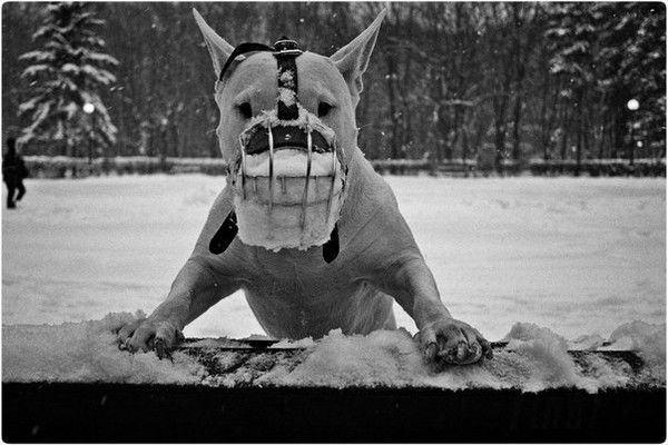 Иван Столбов