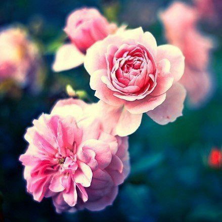 Валерия Валерия