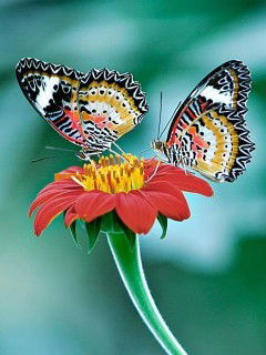 Мира Батырова