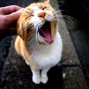 Ёшкин Кот
