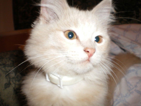 Даниил Малов