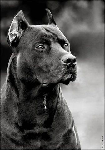 Надежда Горецкая