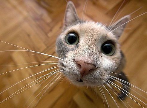 Иван Ермаков