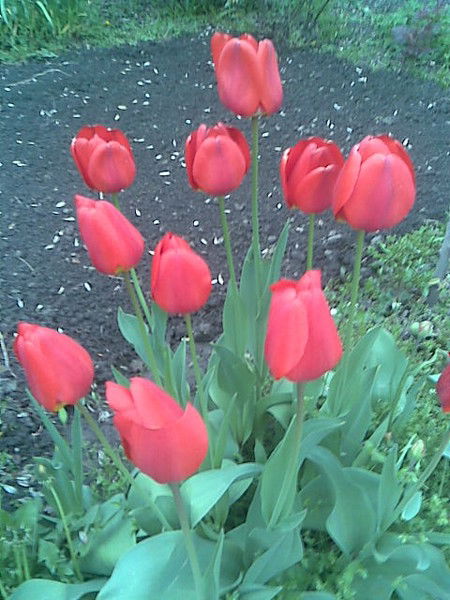 Ботагоз Купенова