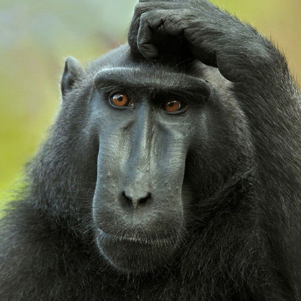 Александр Гозенко