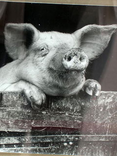 Владимир Капиносов