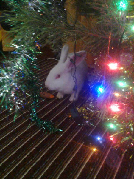 Марина Павловна