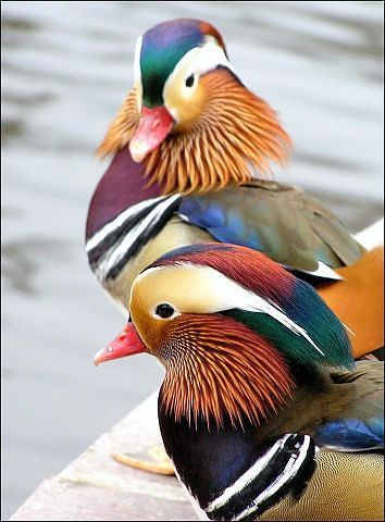 Галина Устименко