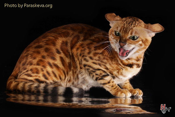 *алексей* Шадров