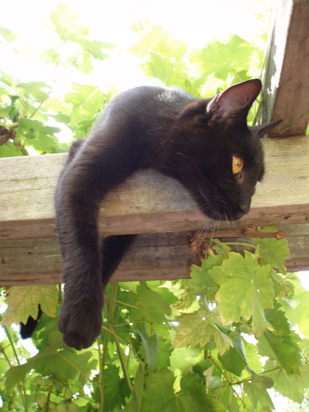 Эльвира Абдуллина