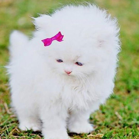 Сидора Садыгова