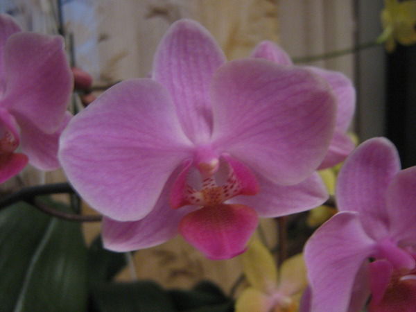 Ольга Павлова